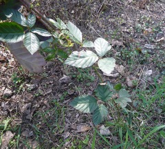 Rubus montanus