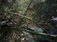 Rubus montanus