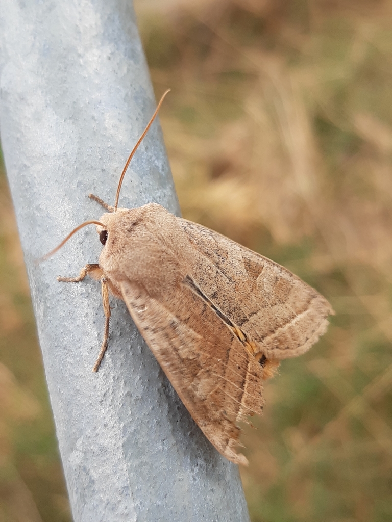 Orbona fragariae