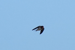 Hirundo rustica