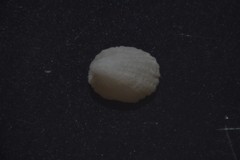 Emarginula rosea