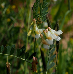 Vicia galeata