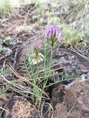 Astragalus agrestis