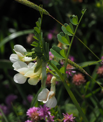 Vicia galeata