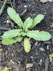 Papaver somniferum