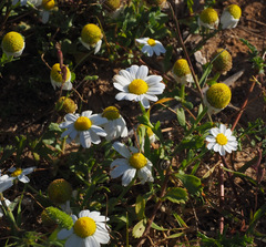 Anthemis leucanthemifolia
