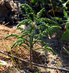 Thymelaea hirsuta