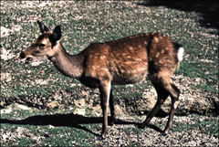 Cervus nippon
