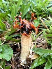 Lysurus corallocephalus