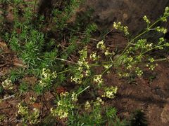 Galium lucidum