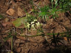 Galium lucidum