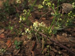 Galium lucidum