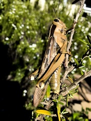 Acanthacris