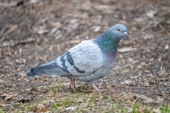 Columba livia