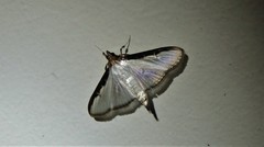 Cydalima laticostalis