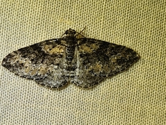 Aponotoreas