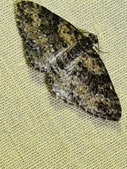 Aponotoreas