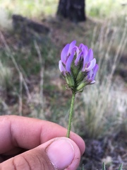 Astragalus agrestis