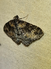 Aponotoreas