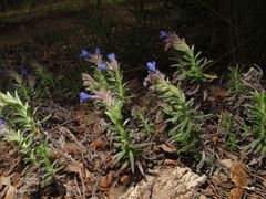 Glandora diffusa