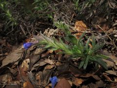 Glandora diffusa