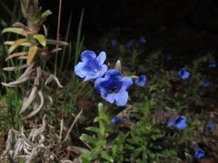 Glandora diffusa