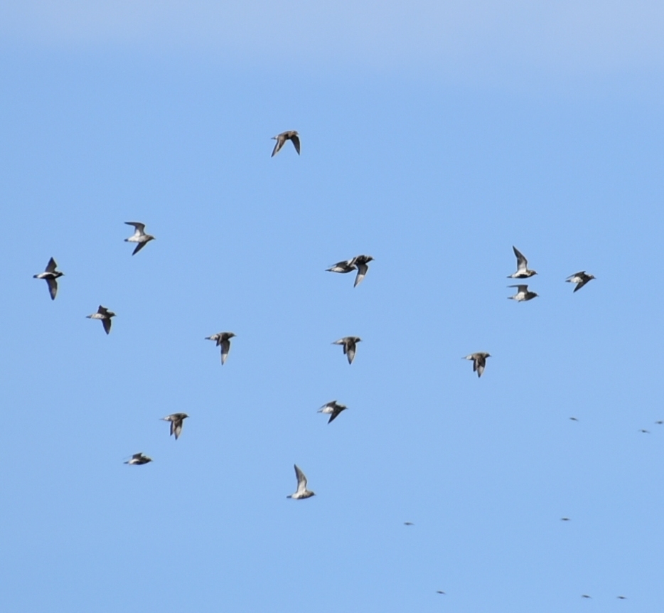 European Golden Plover from 6760 Рибе, Дания on April 11, 2022 at 04:30 ...
