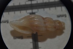 Mangelia costulata