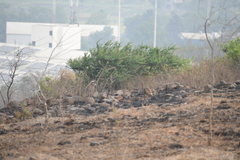 Semnopithecus hypoleucos