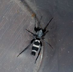 Herpyllinae