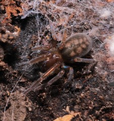 Callobius claustrarius