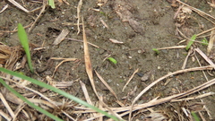 Ophioglossum thermale