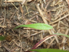 Ophioglossum thermale