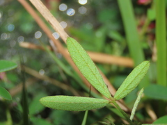 Indigofera trifoliata glandulifera
