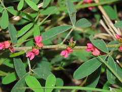 Indigofera trifoliata glandulifera