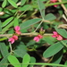 Indigofera trifoliata glandulifera - Photo (c) chiuluan, algunos derechos reservados (CC BY), subido por chiuluan