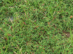 Indigofera trifoliata glandulifera