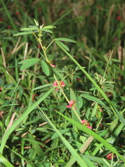 Indigofera trifoliata glandulifera