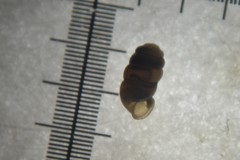 Truncatellina callicratis