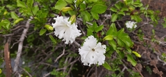 Dolichandrone falcata
