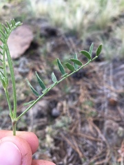 Astragalus agrestis