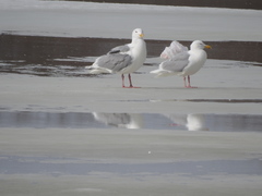 Larus glaucescens × hyperboreus