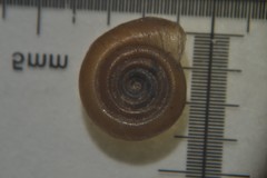 Bathyomphalus contortus
