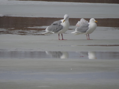 Larus glaucescens × hyperboreus