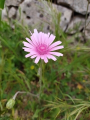 Crepis rubra