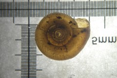 Bathyomphalus contortus