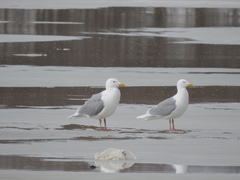 Larus glaucescens × hyperboreus
