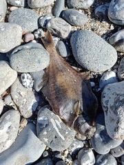 Limanda limanda