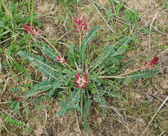 Astragalus brachycarpus