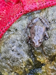 Crinia flindersensis